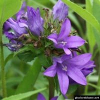campanula glomerata