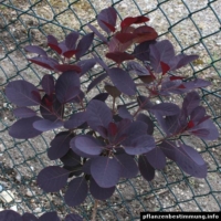 cotinus coggygria