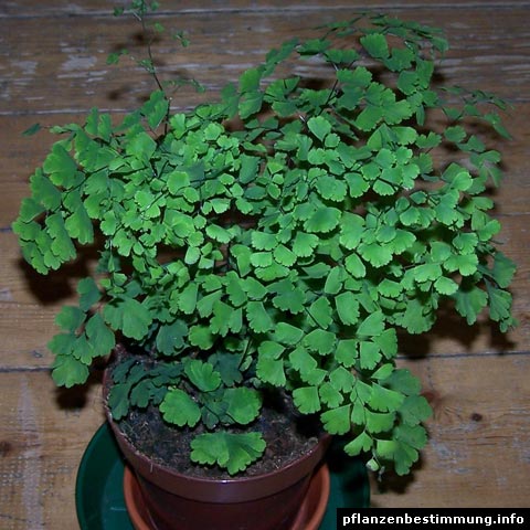 adiantum raddianum