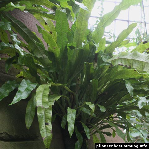 microsorum musifolium