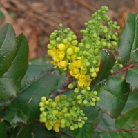 Mahonia aquifolium