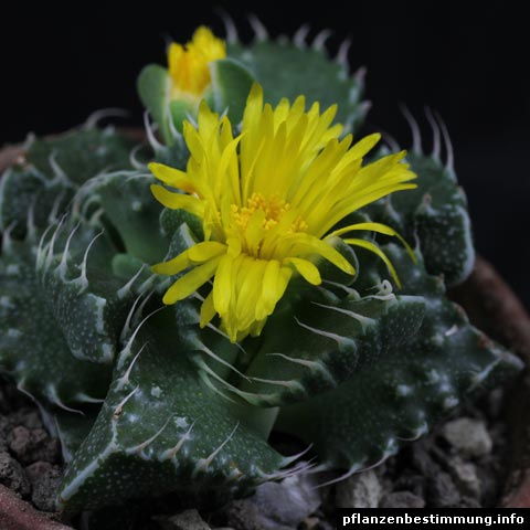 Faucaria tigrina
