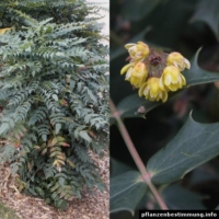Mahonia × media