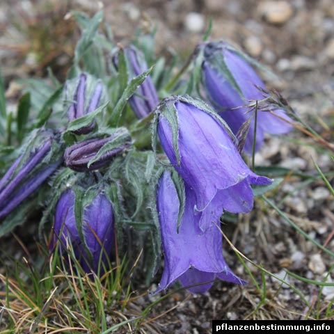 Campanula alpina