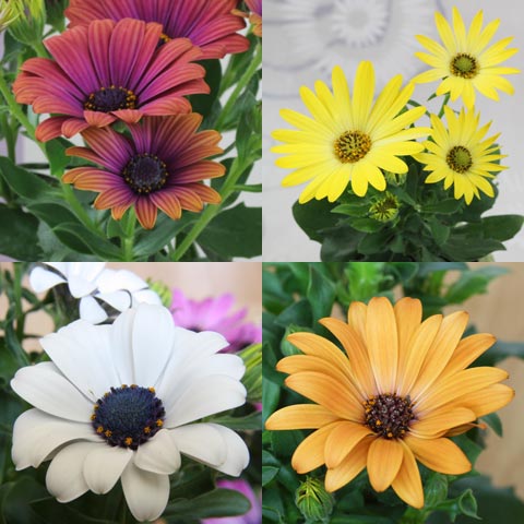 Osteospermum-Hybriden