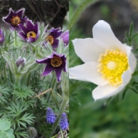 Pulsatilla vulgaris