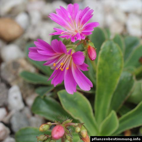 Lewisia cotyledon