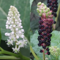 Phytolacca acinosa