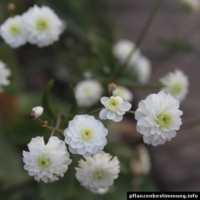Ranunculus aconitifolius Pleniflorus