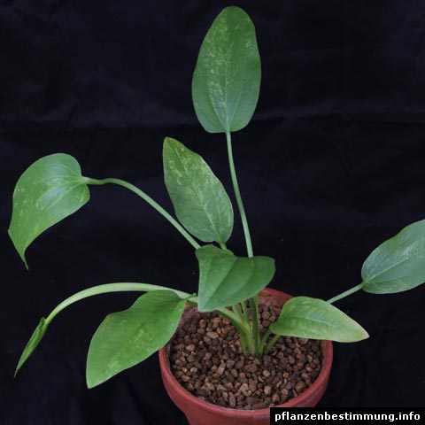 Echinodorus cordifolius "Marble Queen"