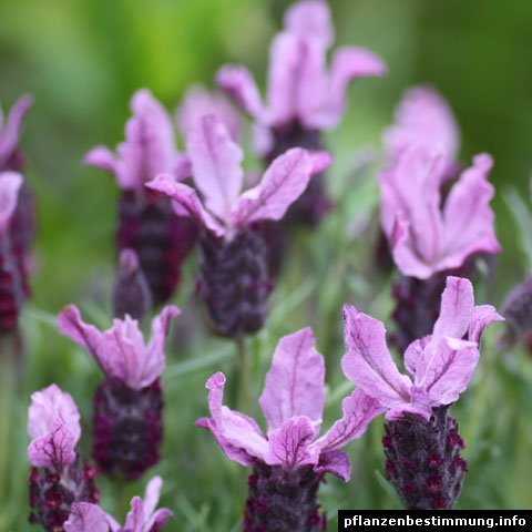 Lavandula stoechas
