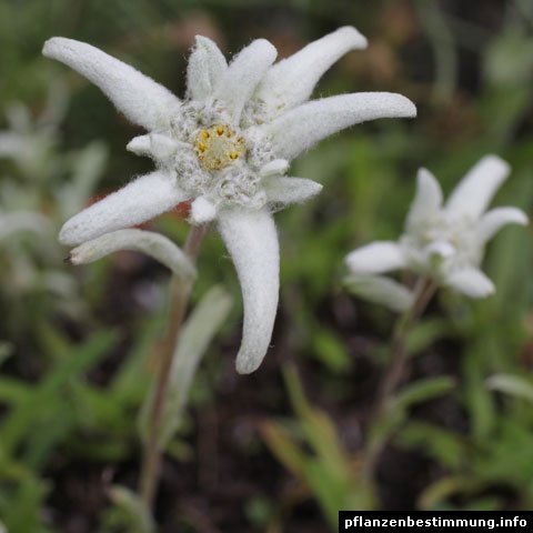 Leontopodium souliei