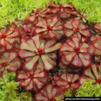 Drosera slackii
