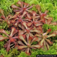 Drosera venusta