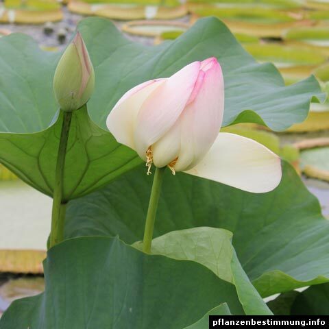 Nelumbo nucifera