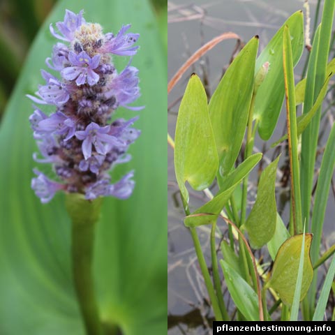 Pontederia cordata