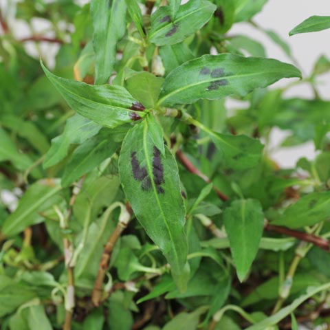 Persicaria odorata