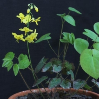 Epimedium pinnatum