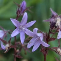 Campanula poscharskyana