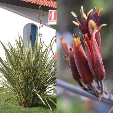 Phormium tenax