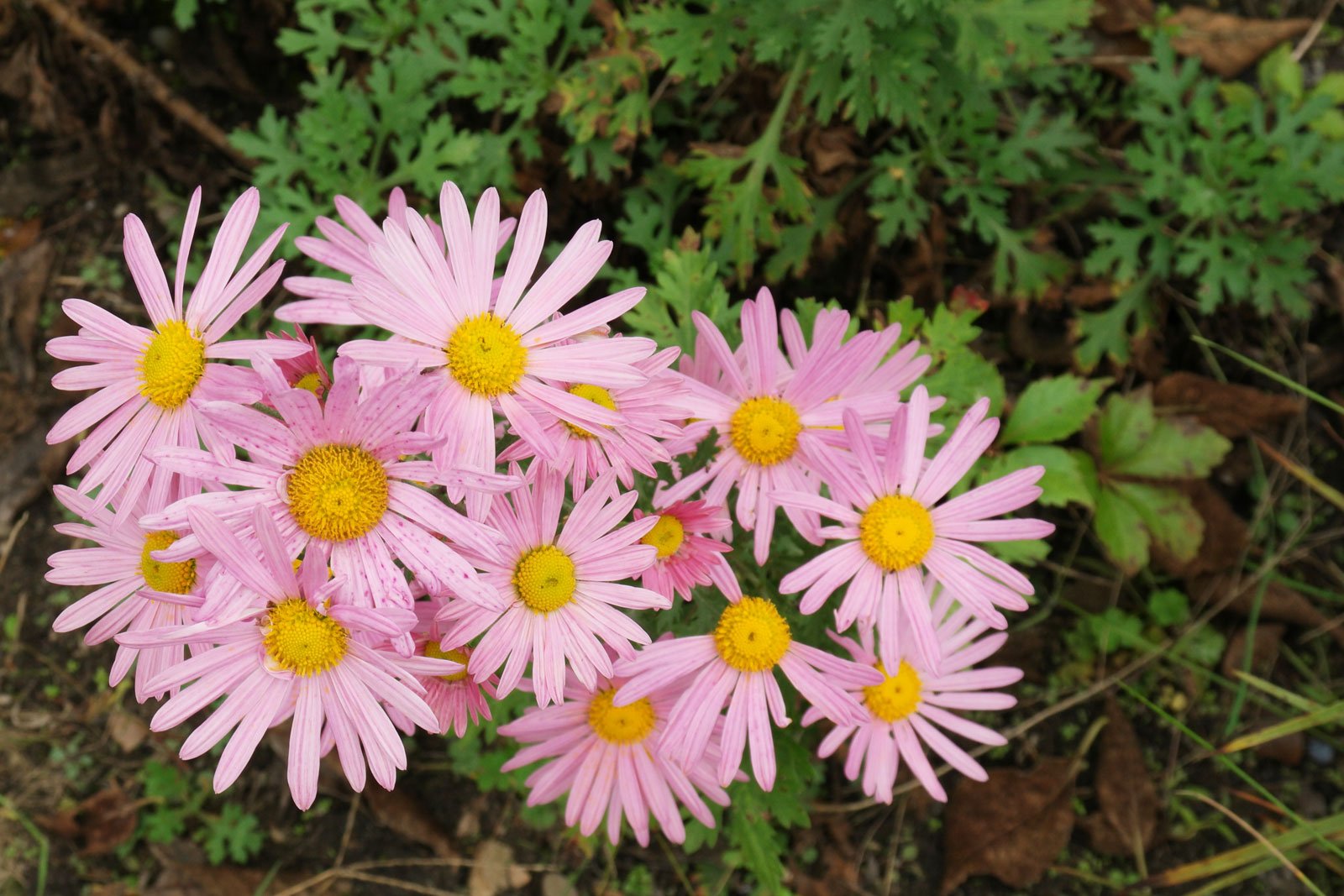 Chrysanthemum zawadskii Clara Curtis 3