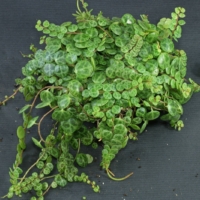 Peperomia prostrata