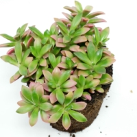 Anacampseros rufescens