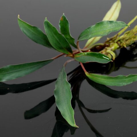Bucephalandra "Kapuas Hulu"