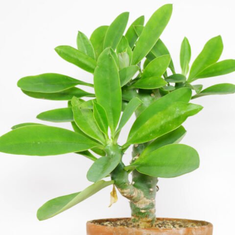 Euphorbia nivulia 5