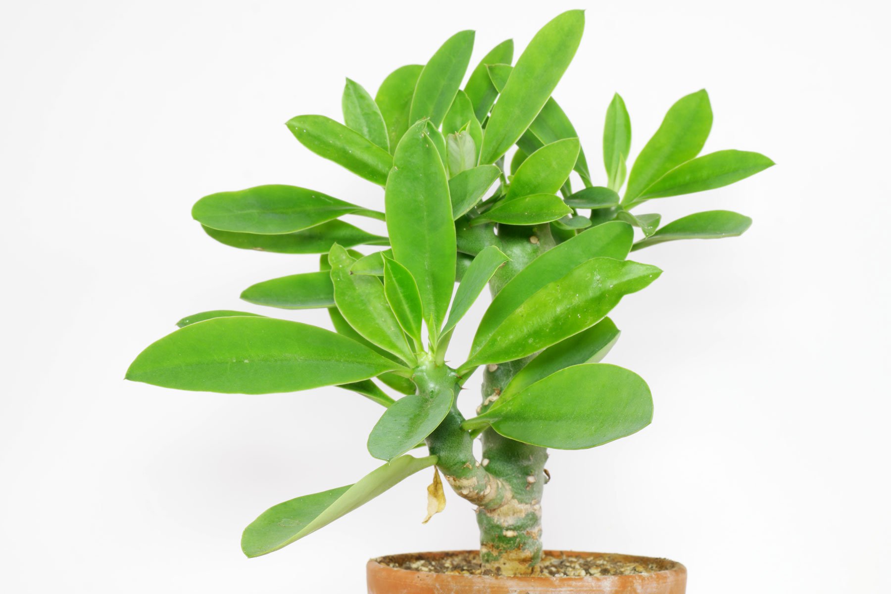 Euphorbia nivulia 5