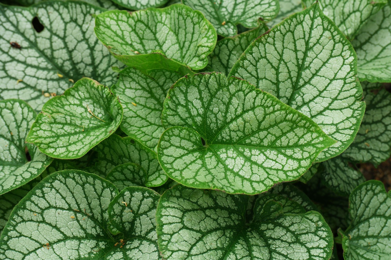 Brunnera macrophylla Jack Frost