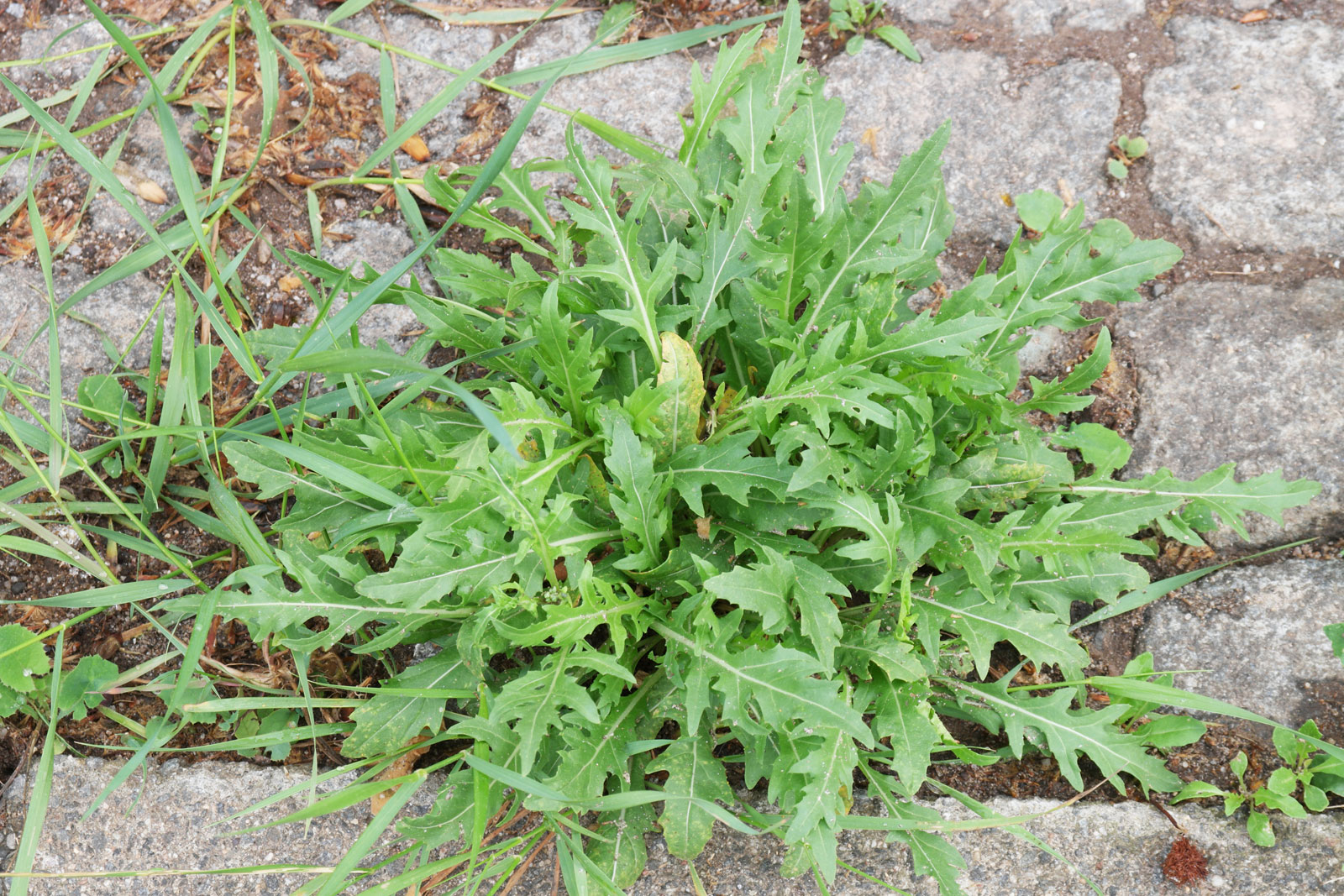 1 Diplotaxis tenuifolia