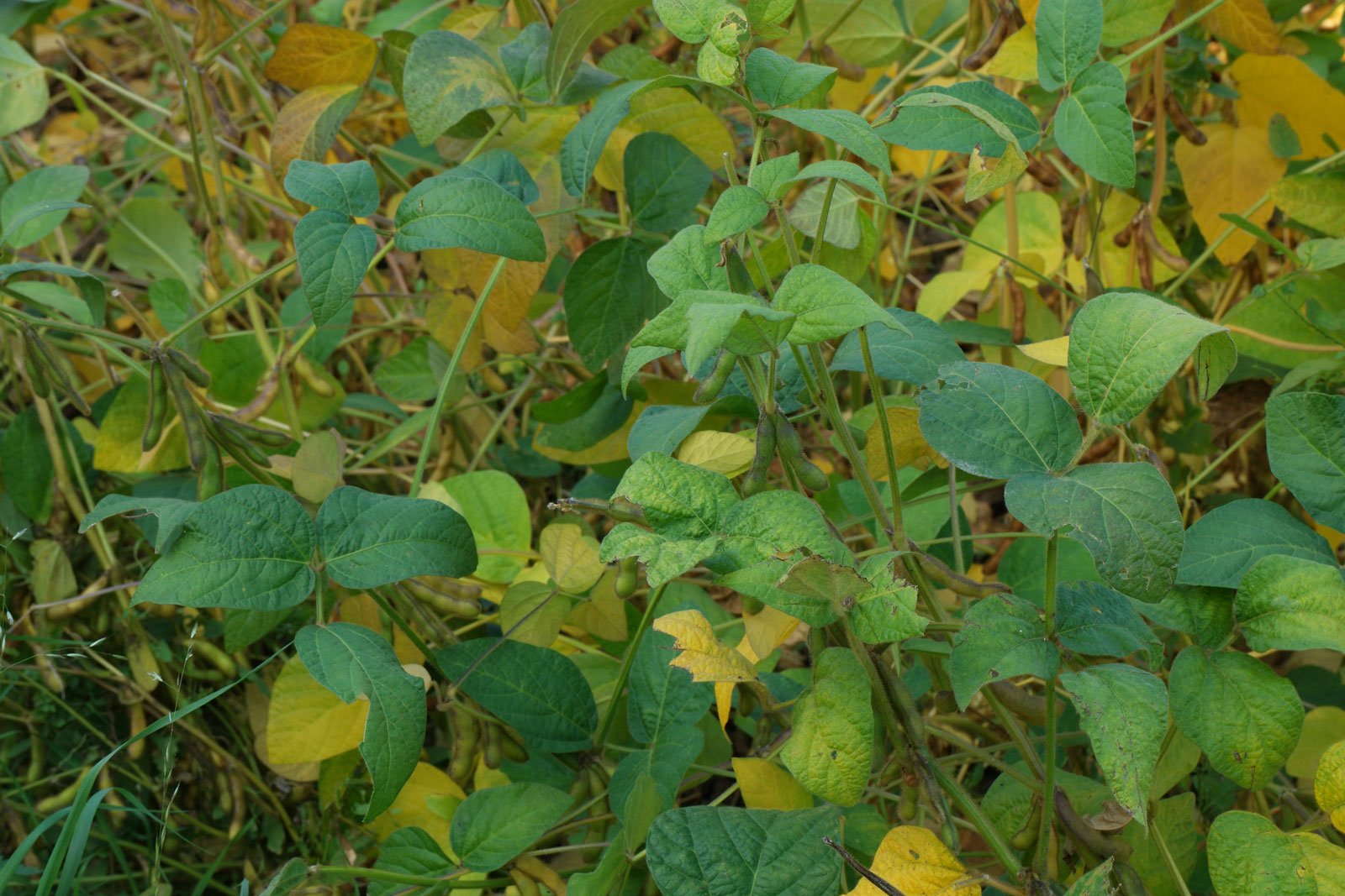 Glycine max