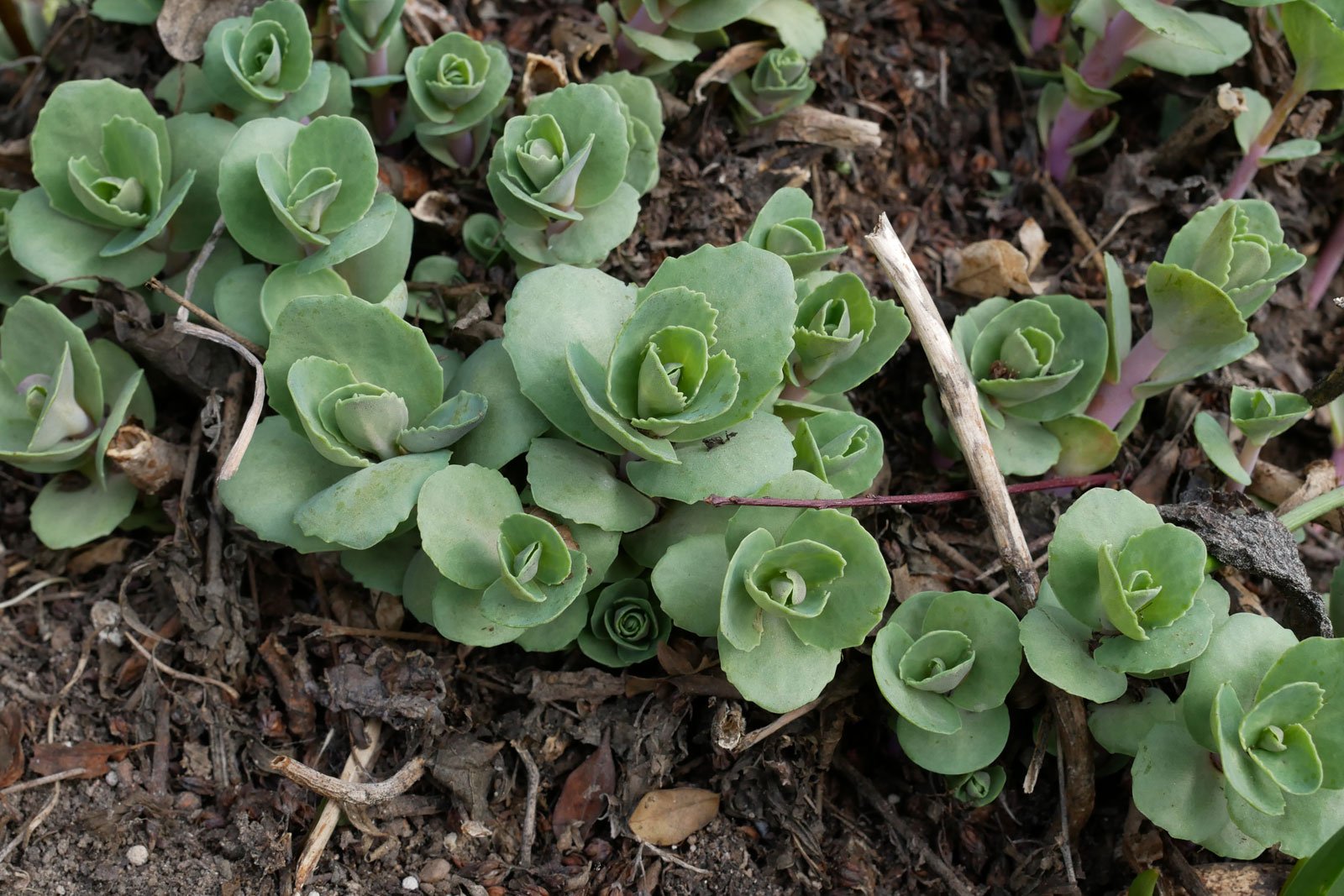 Hylotelephium telephium cv.