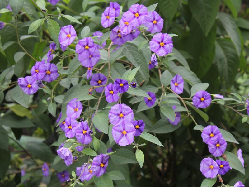 Lycianthes rantonnetii