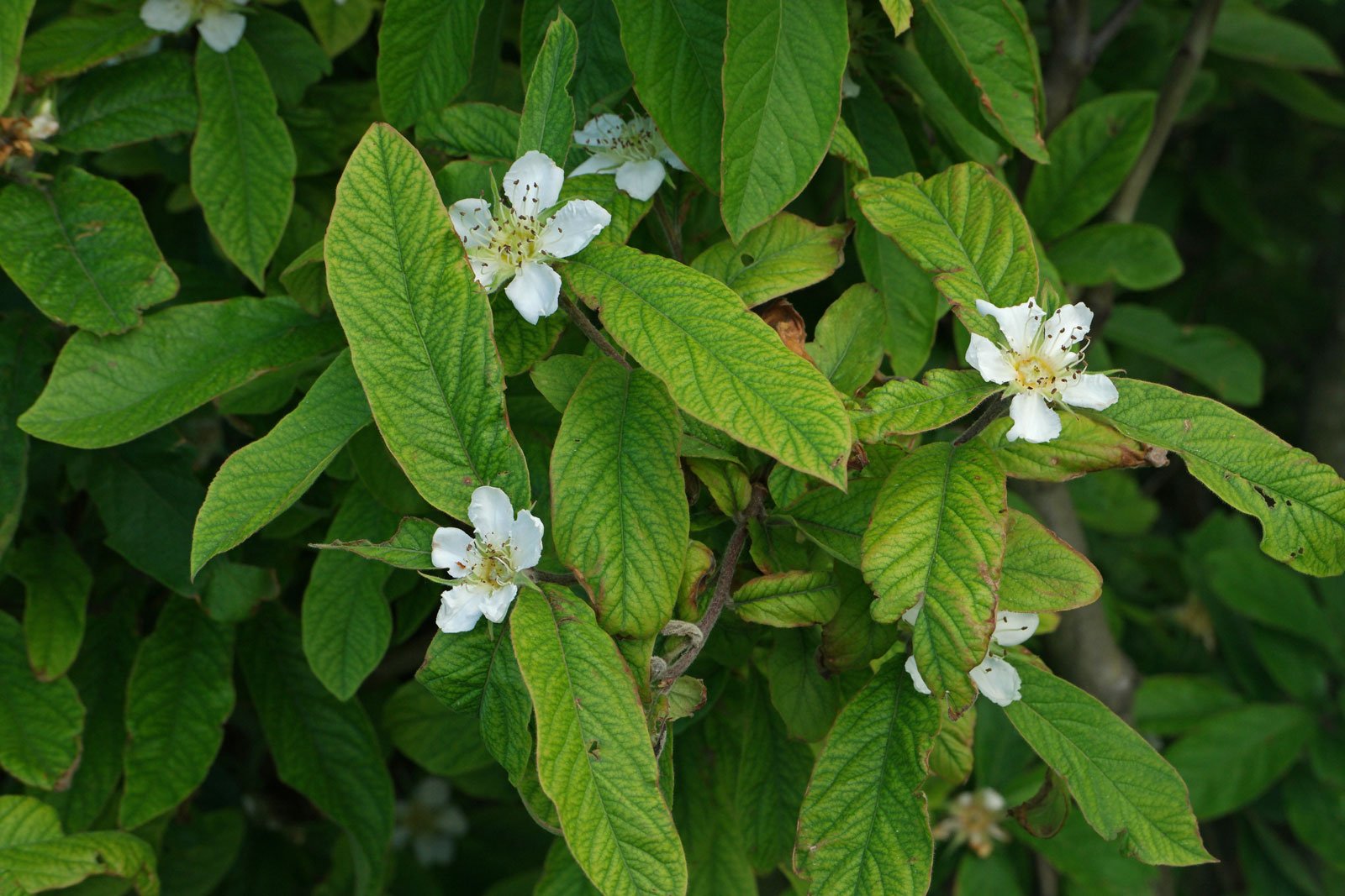 Mespilus germanica