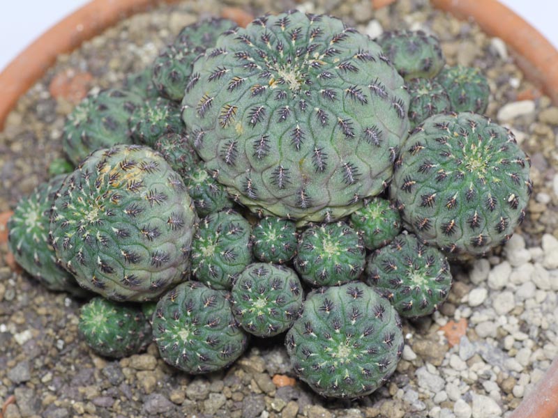 Sulcorebutia rauschii