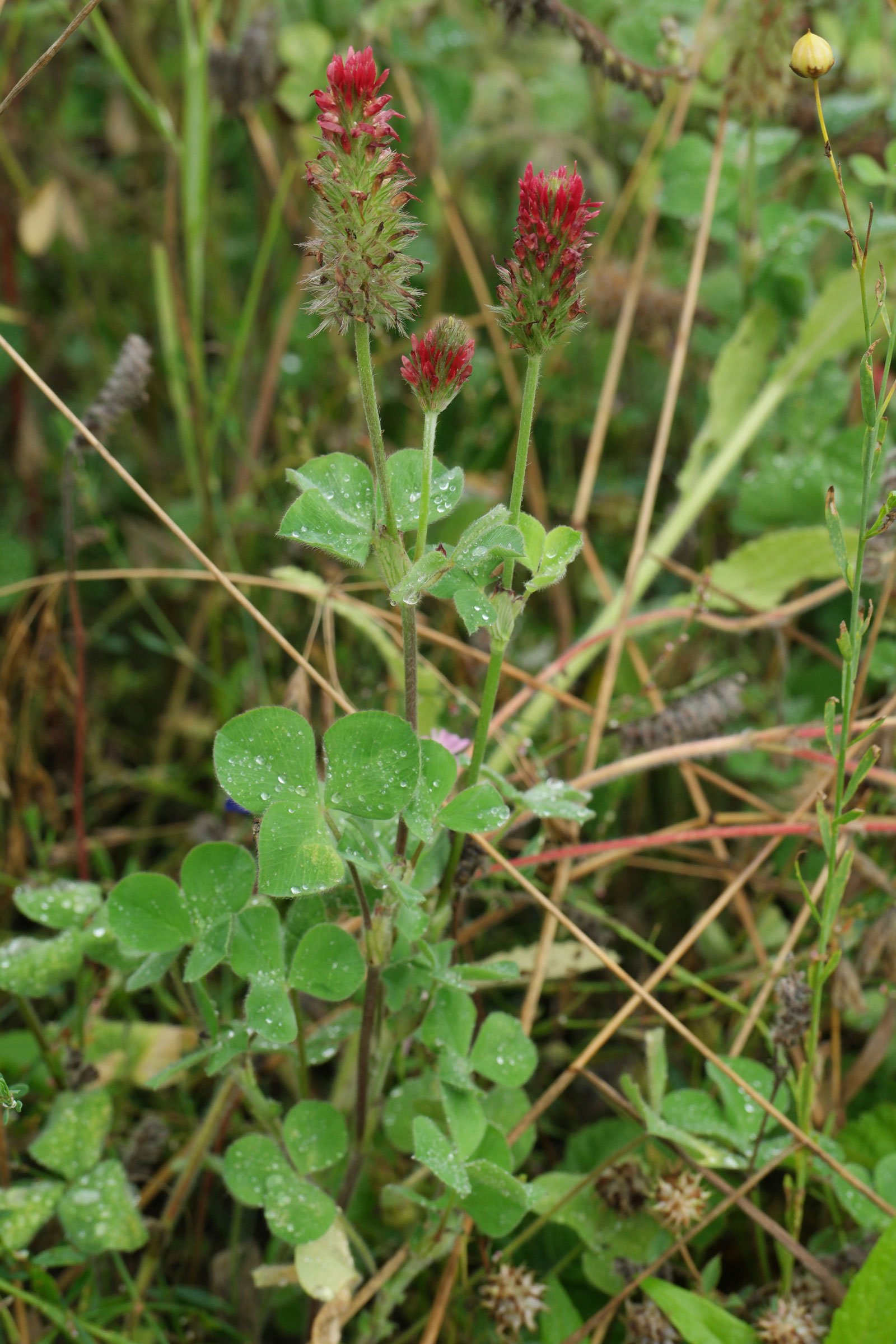 Trifolium incarnatum