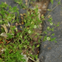 Arenaria serpyllifolia 8