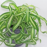 Chlorophytum comosum