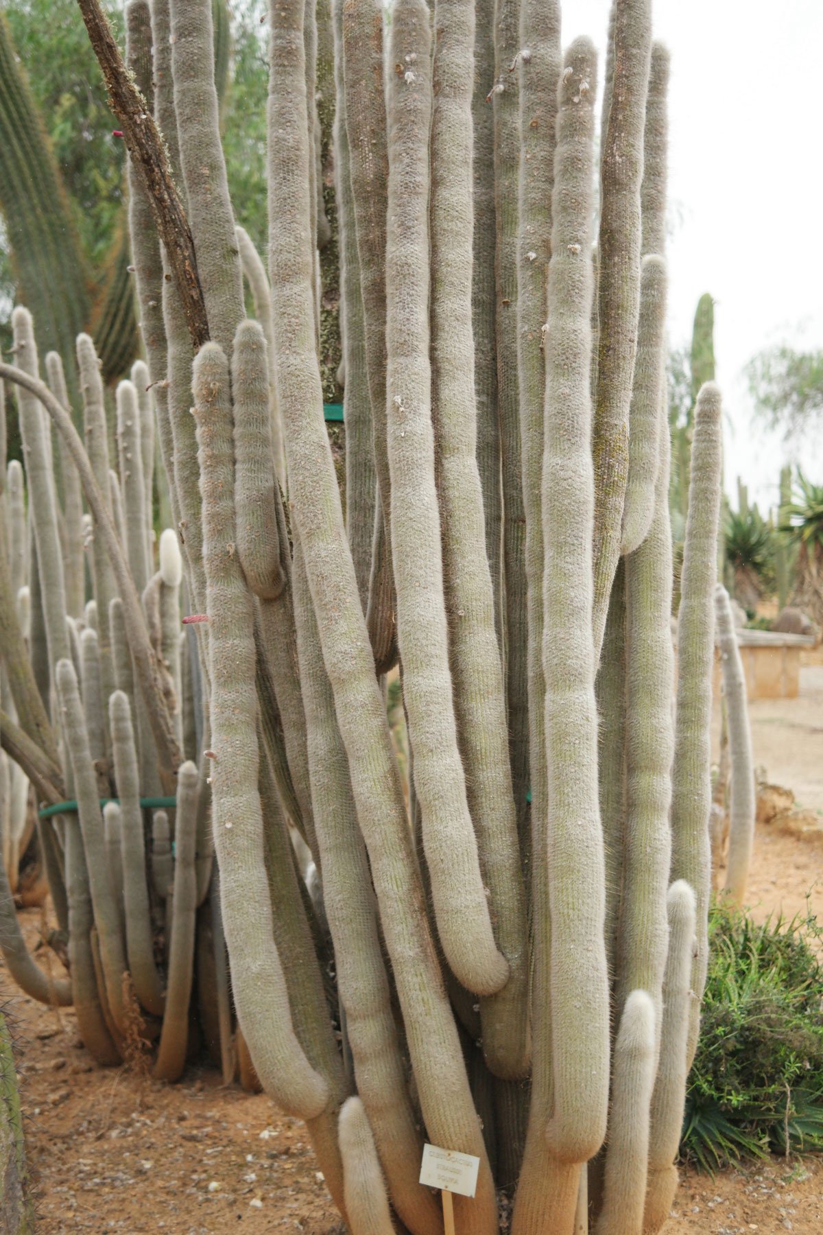 Cleistocactus strausii