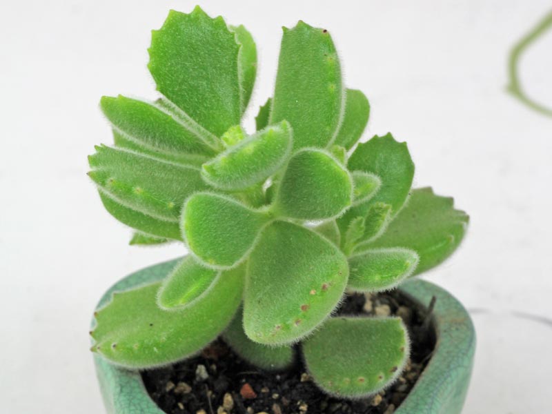 Cotyledon tomentosa