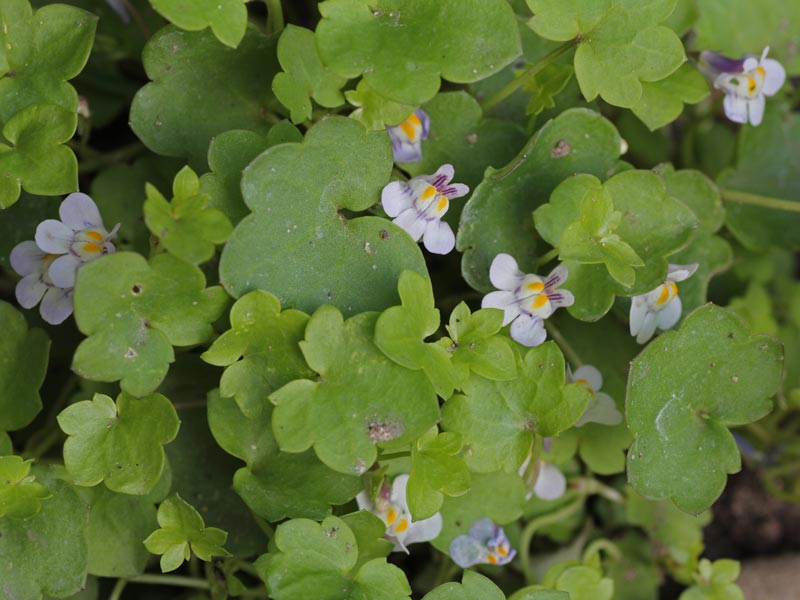 Cymbalaria muralis