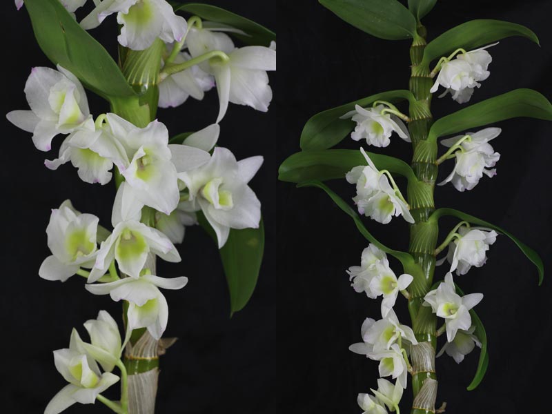 Dendrobium nobile-Hybride
