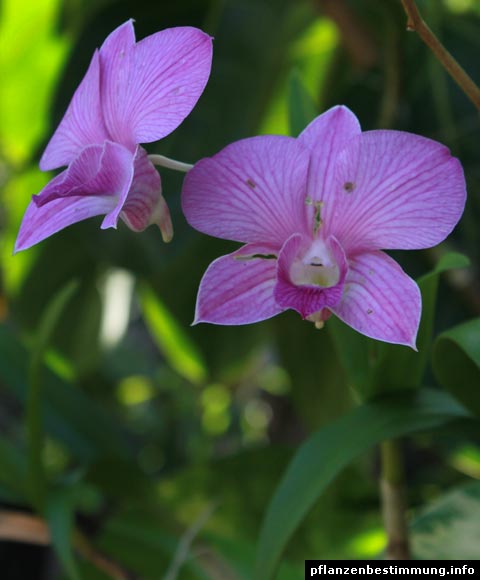 Denrobium rosa