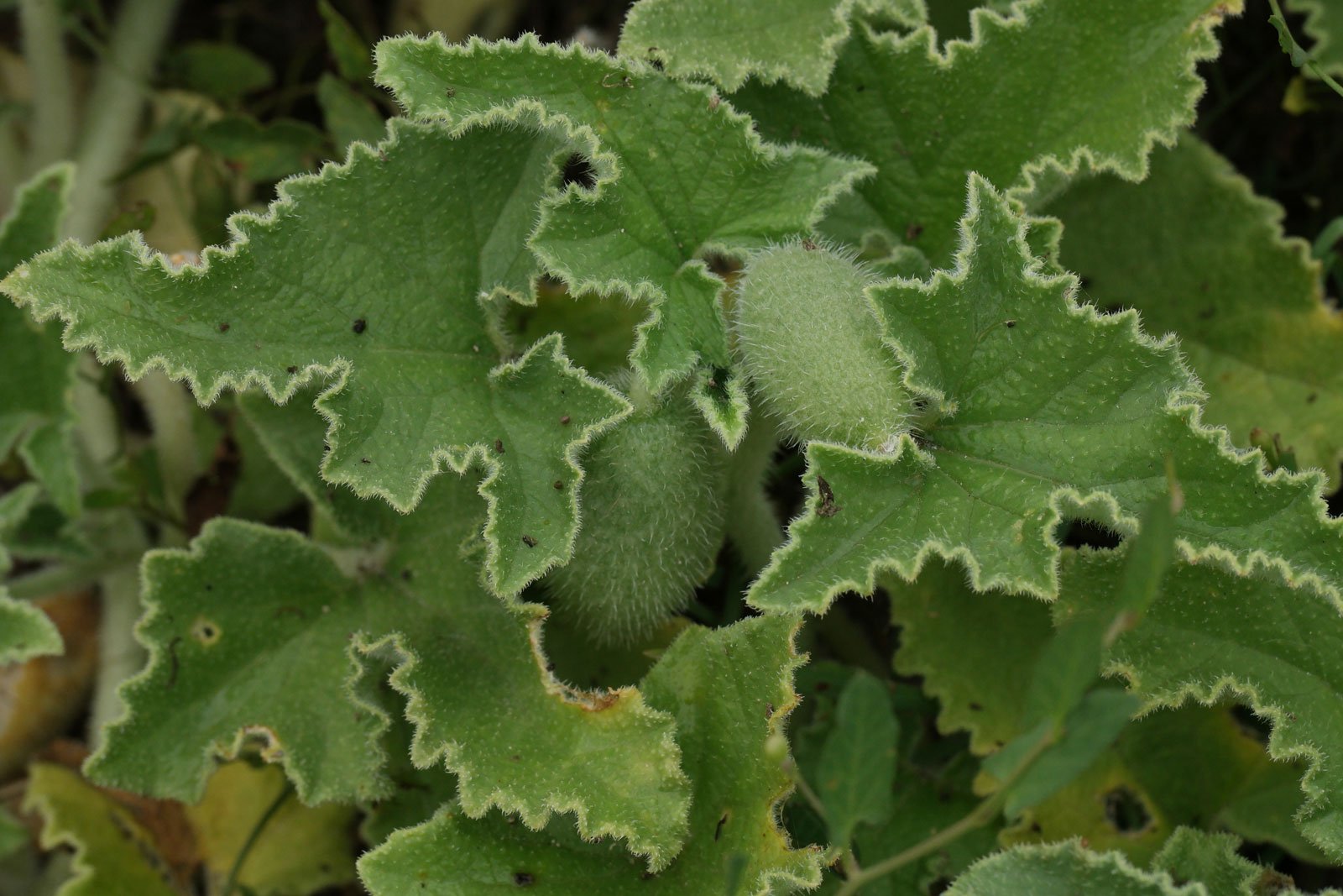 Ecballium elaterium