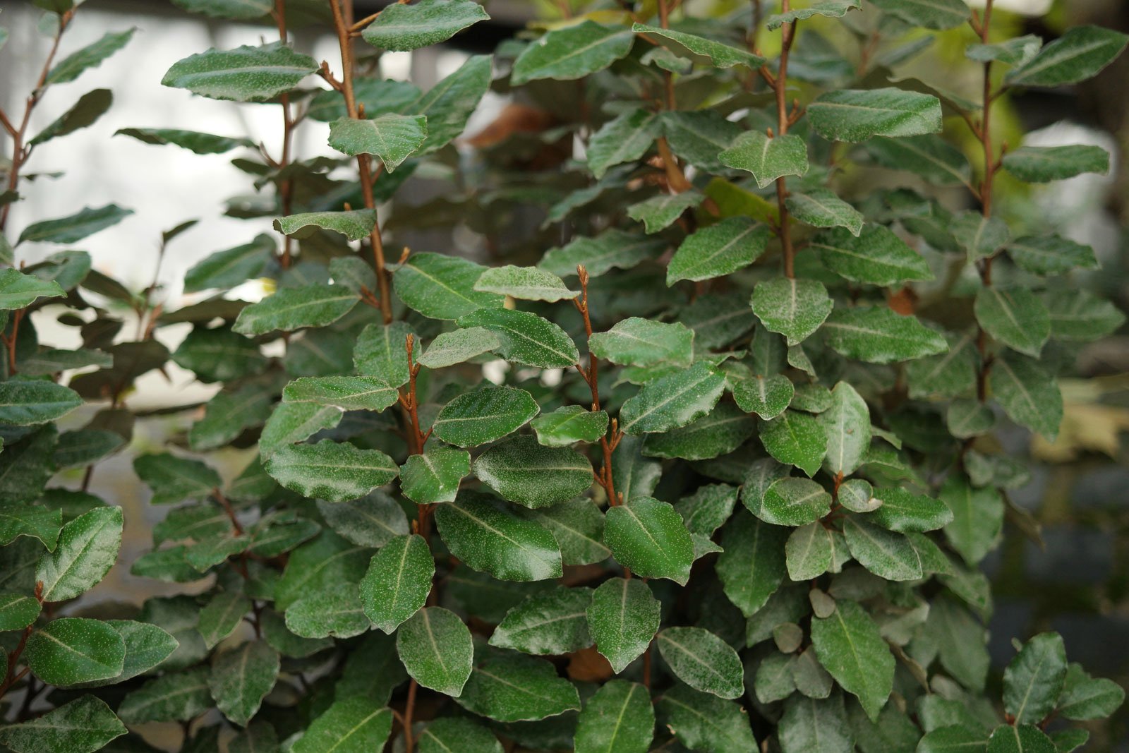 Elaeagnus × ebbingei