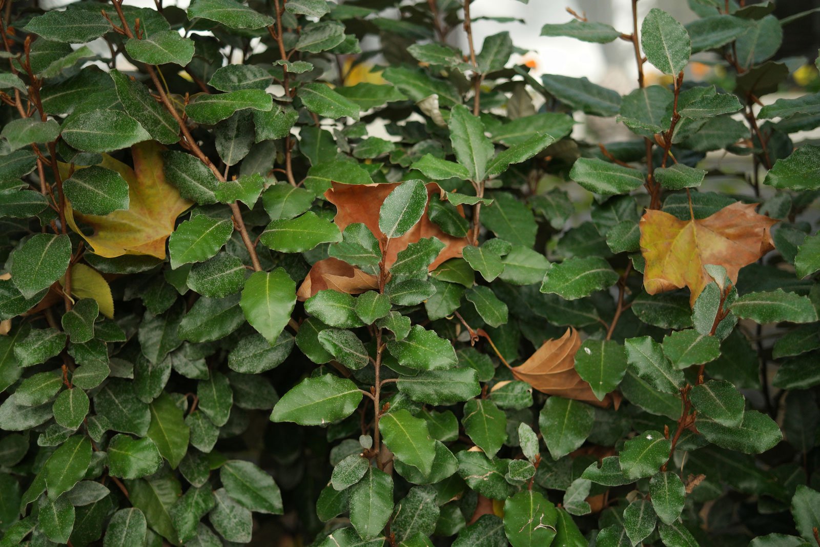 Elaeagnus × ebbingei