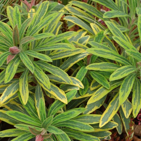 Euphorbia martini Ascot Rainbow