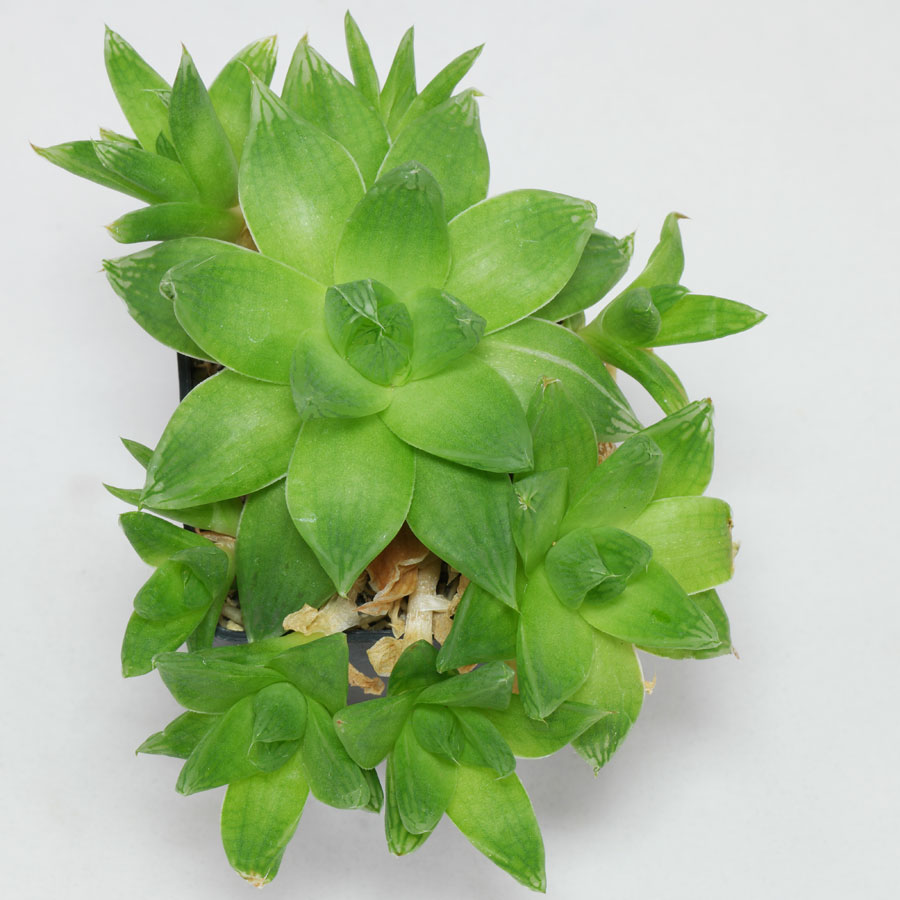 Haworthia cooperi